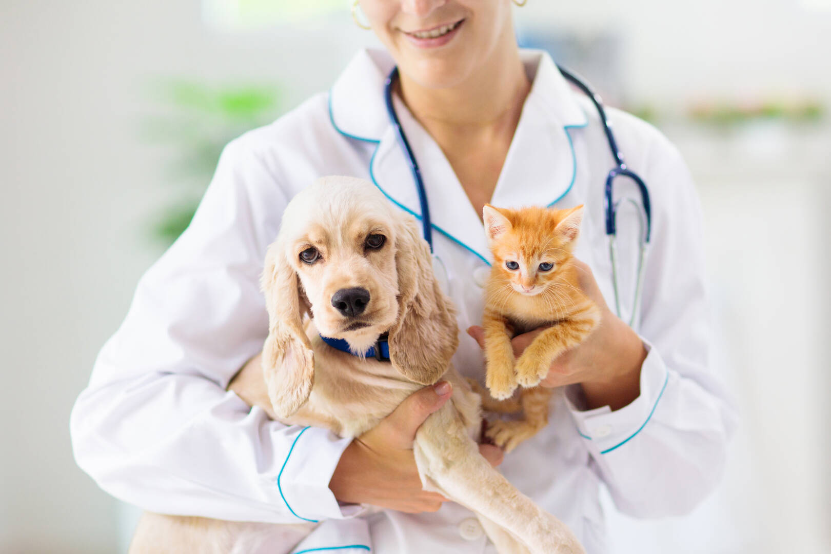 West Charleston Animal Hospital