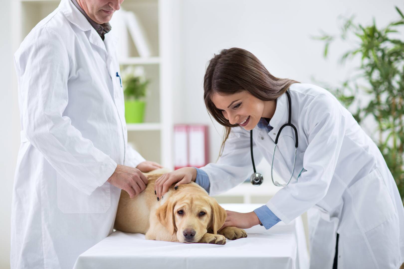 Pooch Perks