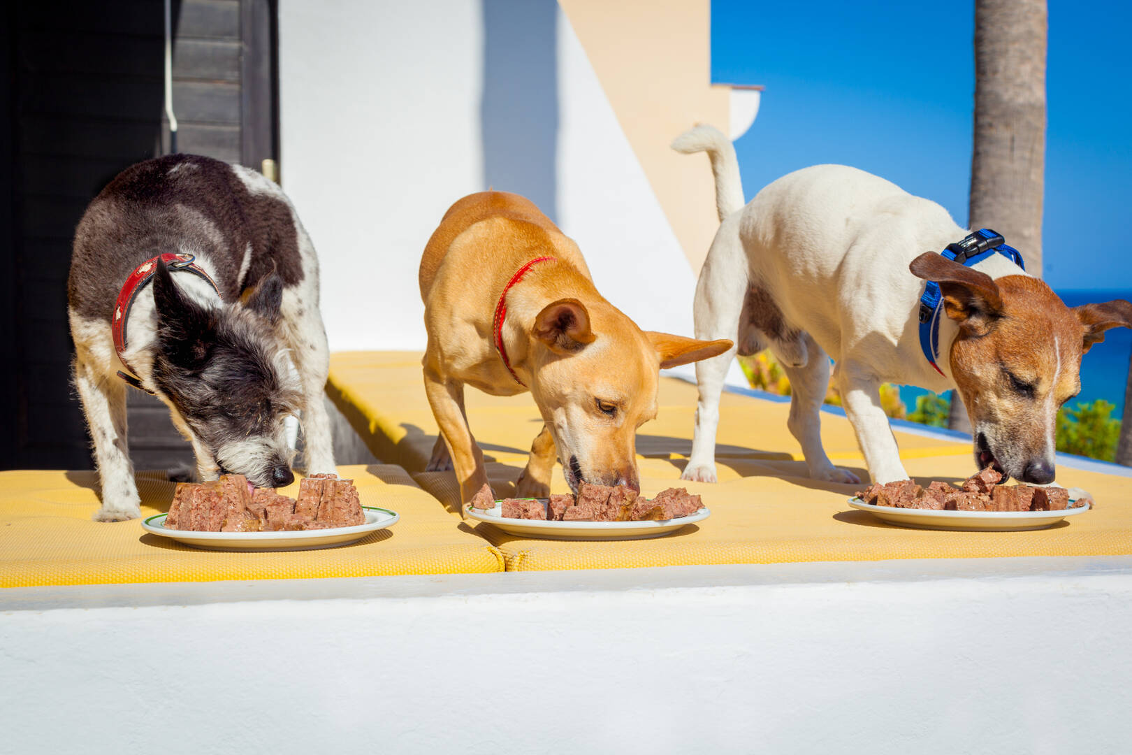 Great Southern Animal Hospital