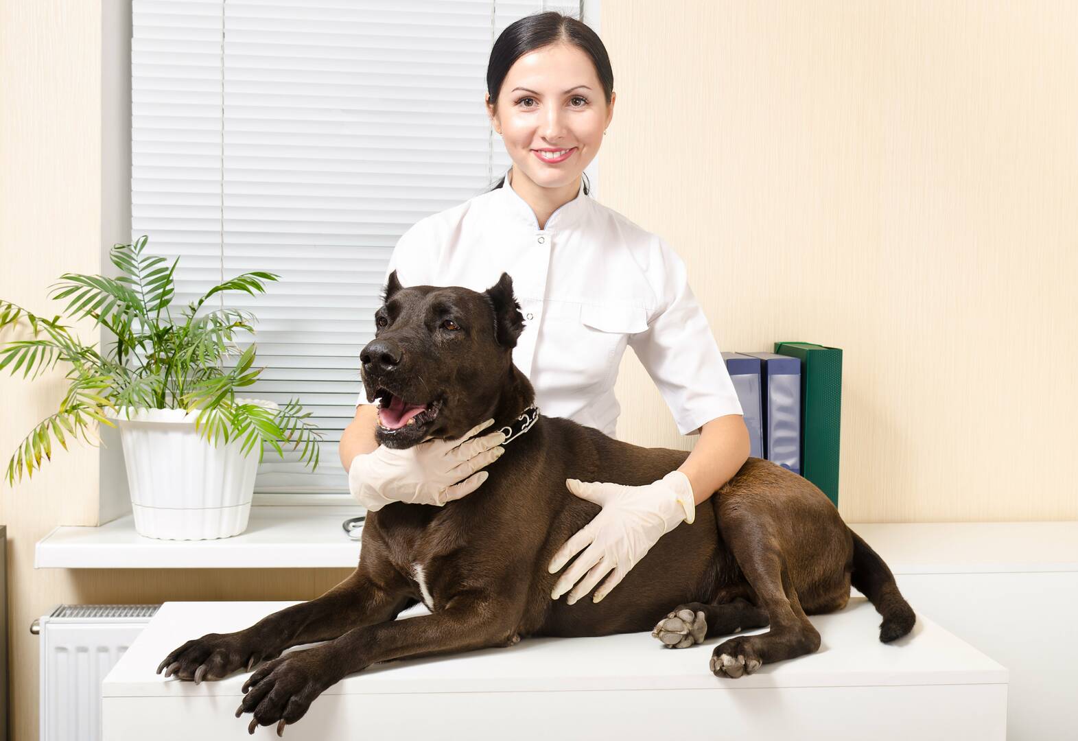 Interlude Pet Resort & Spa